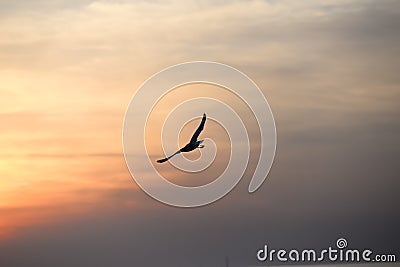 seagull with sunset in the background Stock Photo