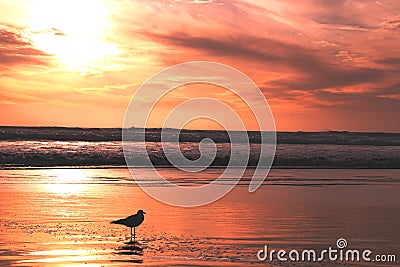 Seagull in sunset Stock Photo