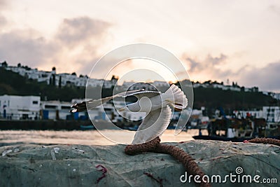 Seagull take off from a dew, M'Diq, Morocco Stock Photo