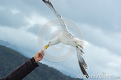 Seagull taking food from hand Stock Photo