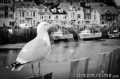 Seagull in a typically British seaside town setting Stock Photo