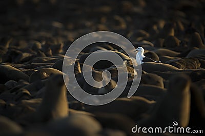 Seagull walking around in a seal colony lloking for scavenged food. Stock Photo