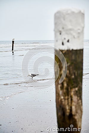 Seagull walking on beach near wooden poles Stock Photo