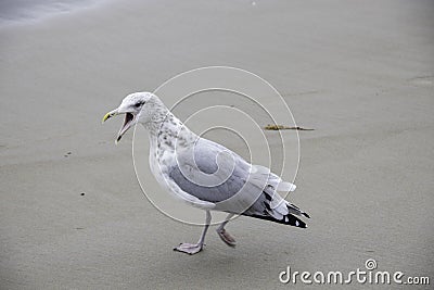 Seagull walking with mouth open Stock Photo