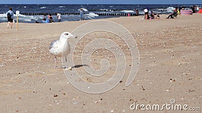 Seagull walking on the sandy Baltic beach. In the background. Stock Photo