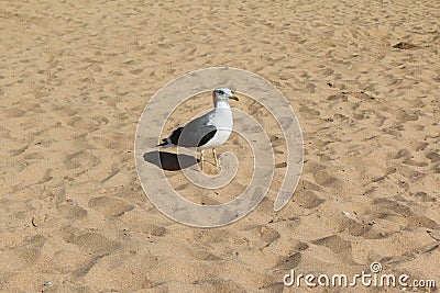 Seagull walking by the shore Stock Photo