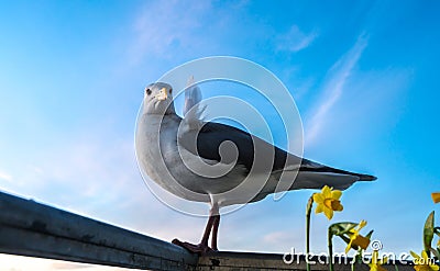 Seagull wants to party Stock Photo