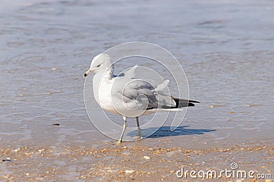 This seagull was standing on the edge of the beach in the sand when I took this picture. I love these birds at the ocean. Stock Photo