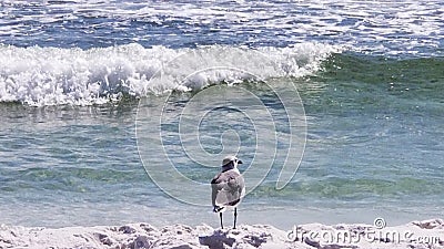 Seagull watches ocean in deep thought Stock Photo