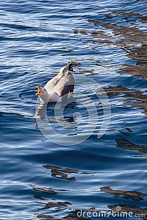 Seagull on waving water Stock Photo