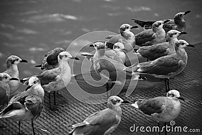 Seagulls Stock Photo