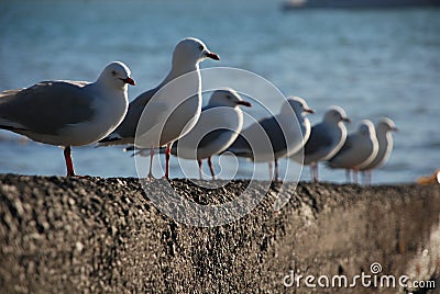 Seagulls in line at Akaroa, New Zealand Stock Photo