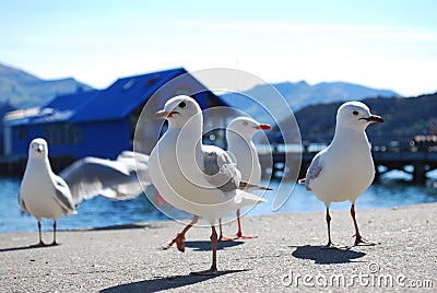 Seagulls at Akaroa,new zealand Stock Photo