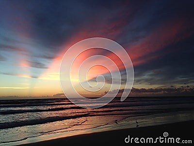 Seagulls on Atlantic Ocean Beach during Blue Dawn with Crepuscular Rays. Stock Photo