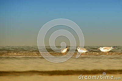 Seagulls on the background of the sea and summer beach. Birds stand in the water, blue sky and evening calm. Quiet waves lapping Stock Photo