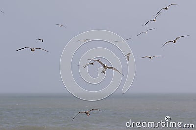 Seagulls on the beach in Japan during a Typhoon Storm Stock Photo