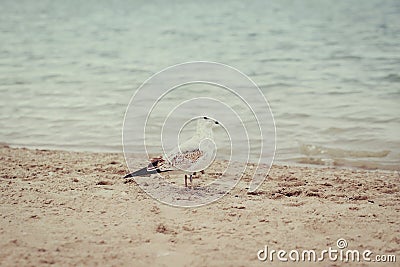 Seagulls on beach on summer day Stock Photo