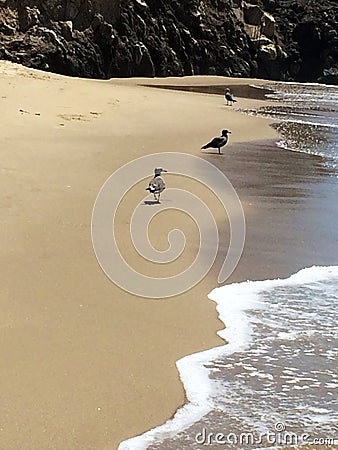 Seagulls beach Stock Photo