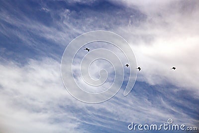 Seagulls and birds hovering in the sky against a background of white and colorful clouds and a coastline. Stock Photo