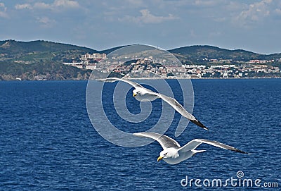 Seagulls in the blue sky Stock Photo