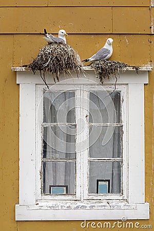 Seagulls brooding on a window frame. Found in Nusfjord, Lofoten islands, Norway Stock Photo