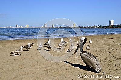 Seagulls and brown pelican on sandy beach Stock Photo