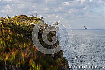 Seagulls in a cliff in the Portuguese coast Stock Photo