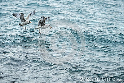 Seagulls collecting food in the somewhat choppy sea of the bosphorus strait Stock Photo