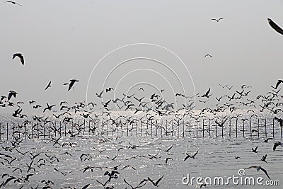 Seagulls escaping from the cold to the beach Stock Photo