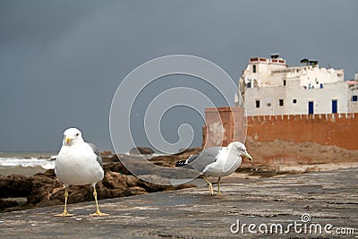 Seagulls in Essaouira Stock Photo