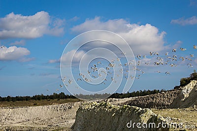 Seagulls. Stock Photo