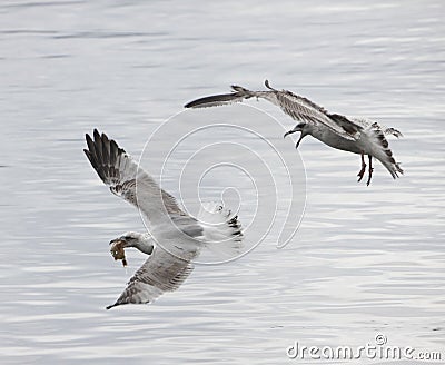 Seagulls fight Stock Photo