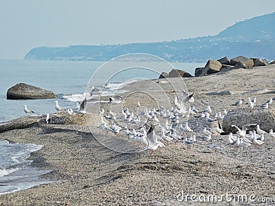 A seagulls flock on the beach Stock Photo