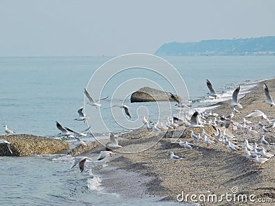 A seagulls flock flying on the beach Stock Photo