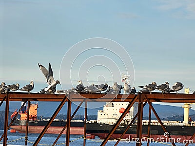 Seagulls Flock on th Columbia Cannery 5 Stock Photo