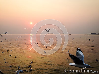 Seagulls fly in a flock in a Sea. Stock Photo