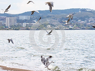 seagulls fly over Lake Kopa against the background of the city of Kokshetauï¿¼ Stock Photo