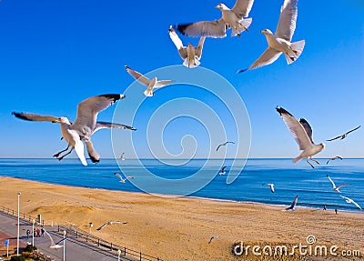 Seagulls Flying at Beach Stock Photo