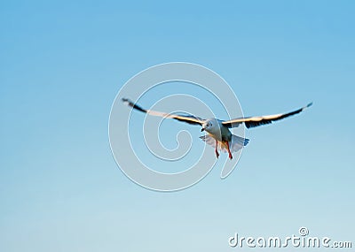 Seagulls flying on blue sky background Stock Photo
