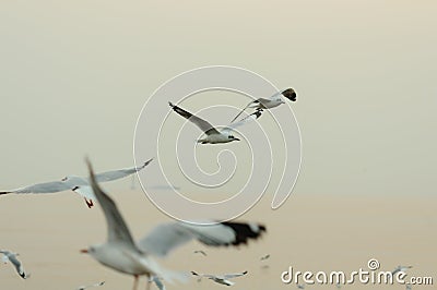 Seagulls flying at coast in Thailand Stock Photo