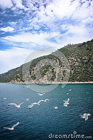 Seagulls Stock Photo