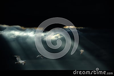 Seagulls flying after heavy Rainstorm over Ocean. Some sunbeams coming through clouds and lighten seagulls. Stock Photo