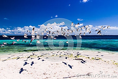 Seagulls flying Stock Photo
