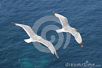 Seagulls flying Stock Photo