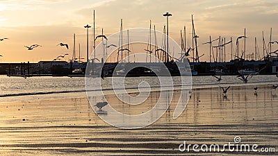 Seagulls flying over beach at dusk, with tall masts of sailing yachts in silhouette behind. Editorial Stock Photo