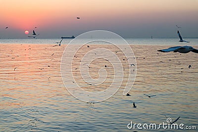 Seagulls flying in the sky and sun Stock Photo