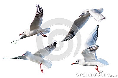 Seagulls flying style Isolated on white background. Stock Photo