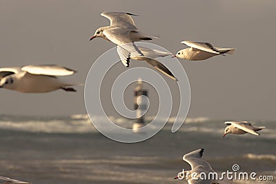 Seagulls in front of a lighthouse in the Atlantic in Brittany Stock Photo