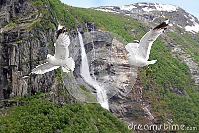 Seagulls, Geirangerfjord, ,Norway Stock Photo