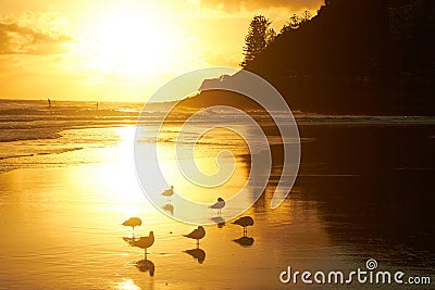 Seagulls on a glorious golden beach at sunrise Stock Photo